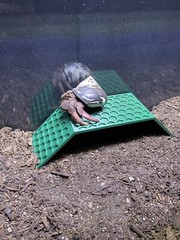 Hermit Crab Climbing Stand Tank Ornament Hide Cave Toys Accessories Supplies