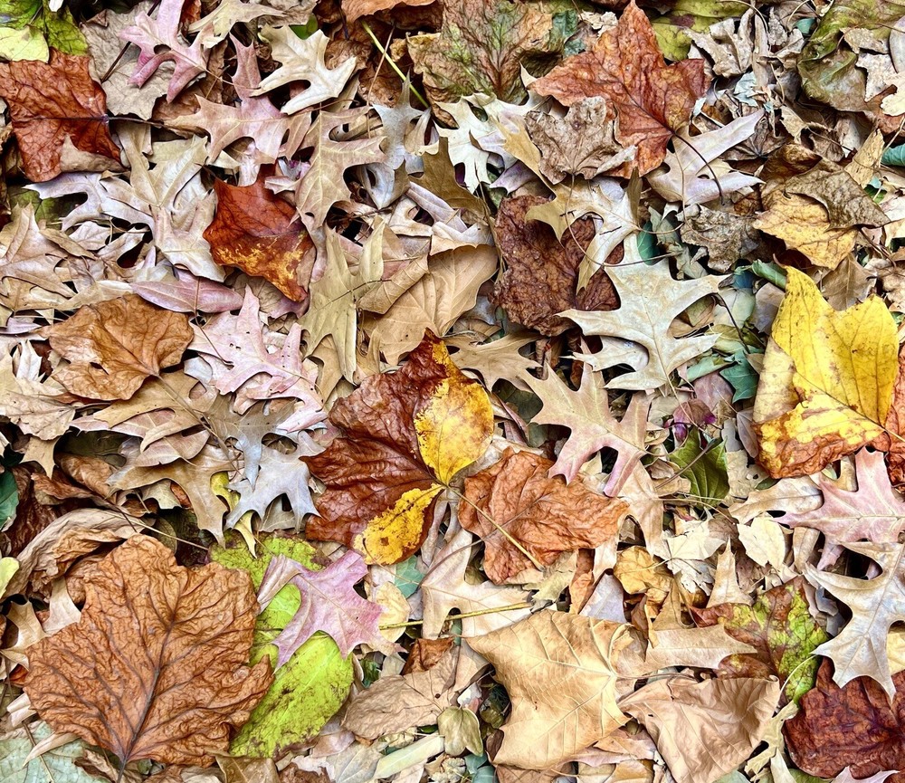 5 Gallons Organic Oak Leaf Litter Vivarium Isopods Reptile Heat Treated Leaves