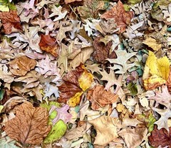 5 Gallons Organic Oak Leaf Litter Vivarium Isopods Reptile Heat Treated Leaves