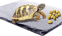 Reptile Basking Platform (7.9 x 11.8 inches), Natural Rock Plate Turtle Food Bow