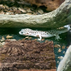 2 Pcs Climbing Bark Reptile Habitat Decor Bearded Dragon Terrarium Decoration