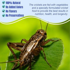 1 lb Dried Crickets Natural Insect Food for Reptiles Birds Chicken Fish Hamsters