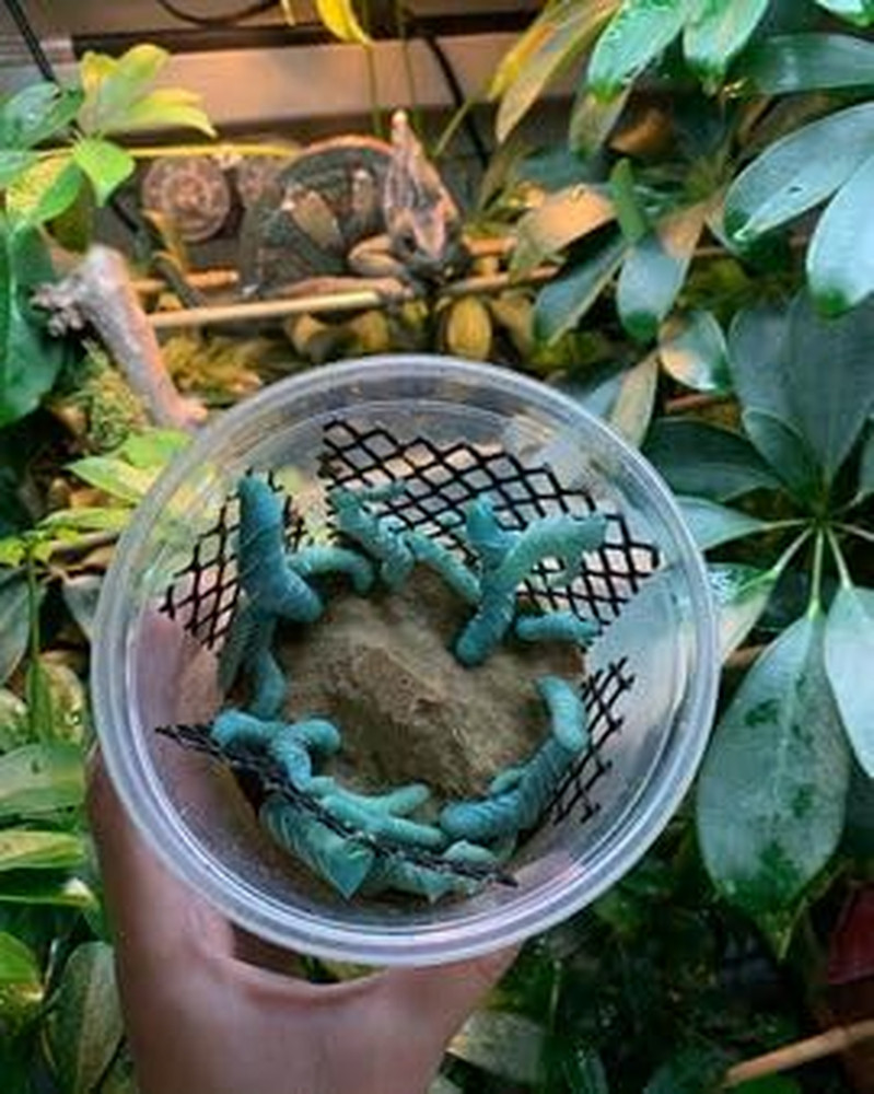 Live Hornworm Cup (25-35 Count) | UPS Shipping | for Bearded Dragons and Reptile