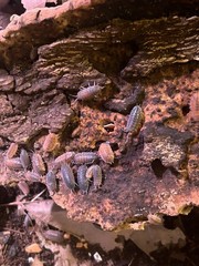 25+ Isopods porcellio scaber lava rolly polly Cleanup Crew vivarium/terrarium