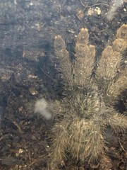 Ornamental Baboon Tarantula (Heteroscodra maculata) – 1-3 in