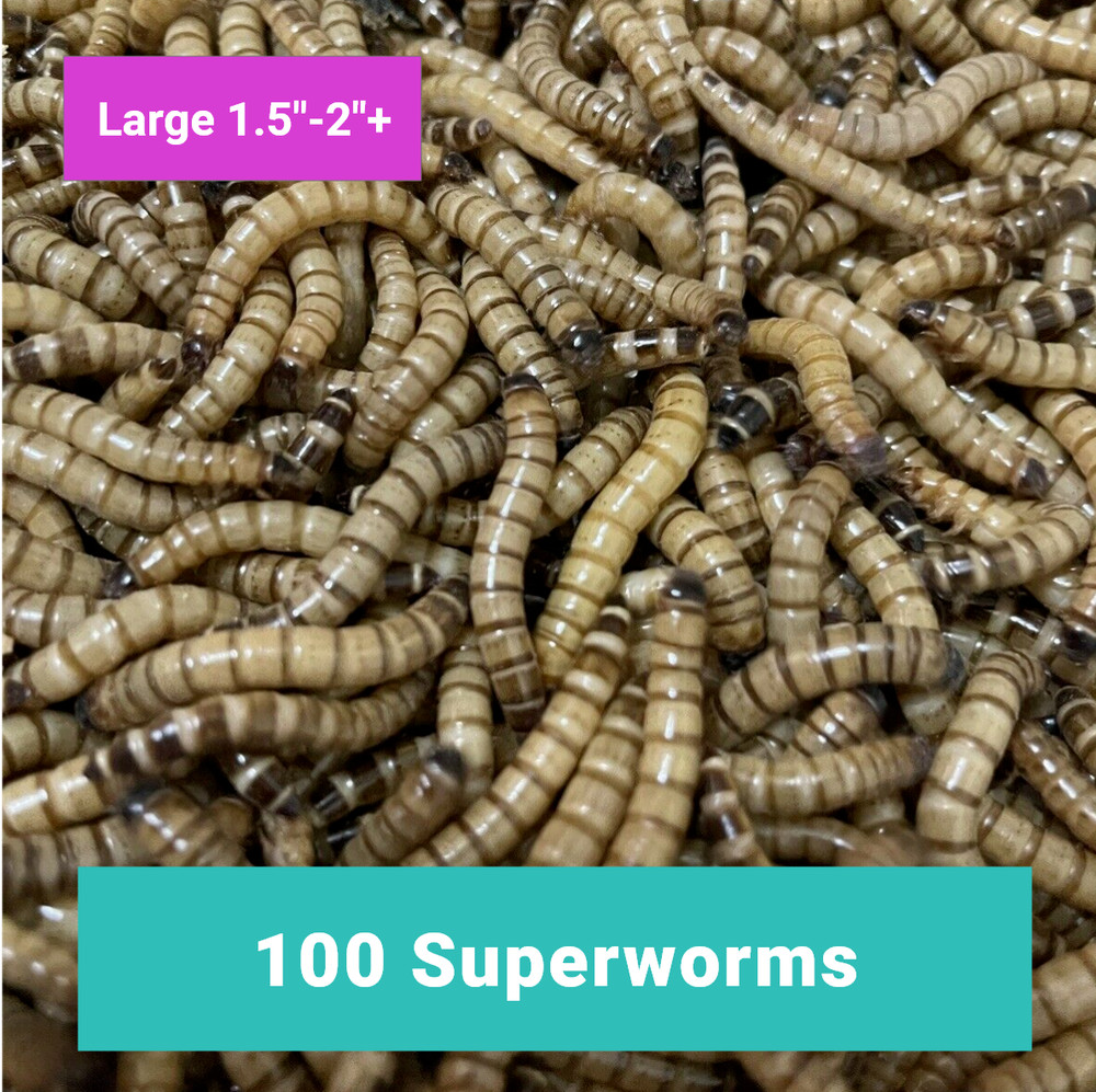 100 LARGE SUPERWORMS 1.5″-2″ – Free Shipping, Live Arrival Guarantee