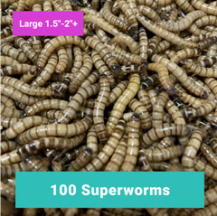 100 LARGE SUPERWORMS 1.5″-2″ – Free Shipping, Live Arrival Guarantee