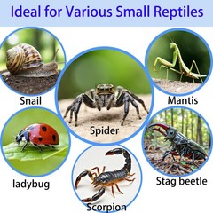 Acrylic Jumping Spider Enclosure,Reptile Enclosure,Bug Habitat, for Small A2