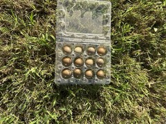 21 Fresh Infertile Button Quail Eggs for Snake Food, Reptiles or Crafts