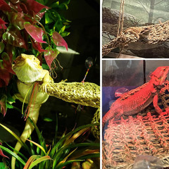 Bearded Dragon Hammock,Reptile Lounger Lizard Natural Seagrass Habitat Decor Rep