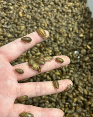 Reptile Feeder Bugs: 100 – 500 Large Dubia Roaches (3/4 – 7/8 in) Free Shipping