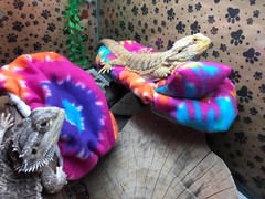 TYE DYE PRINT DESIGN LRG BED SOFT COVERS ONLY/NO FRAME BED 4 BEARDED DRAGON