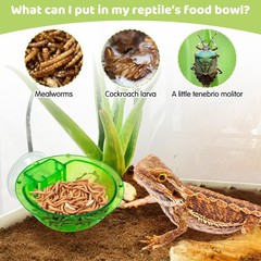 Tfwadmx Chameleon Bowl, Reptile Feeding Feeder,Worm Live Fodder green