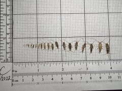 200+ Live Firebrats “Thermobia domestica” Feeder Red Runner Dubia Replacement