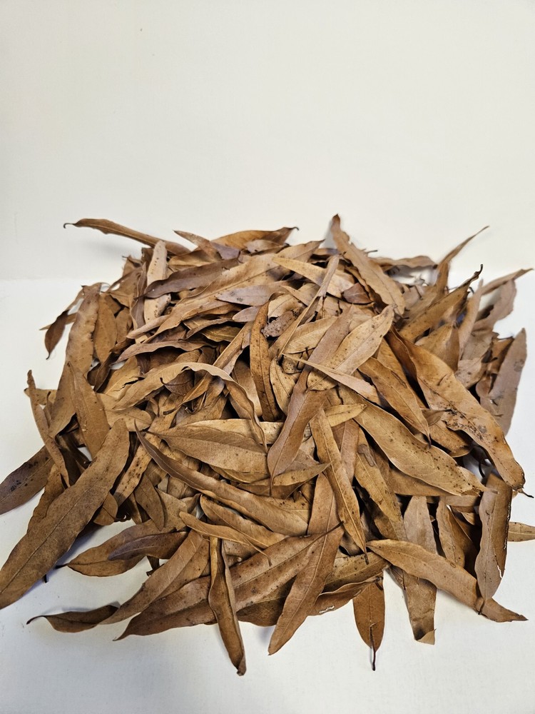 Willow Oak Leaves – 1 Gallon Leaf Litter Terrariums Reptiles Geckos Lizards