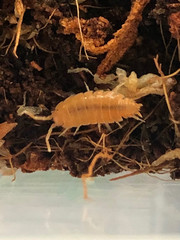 +15 Powder Orange Isopods