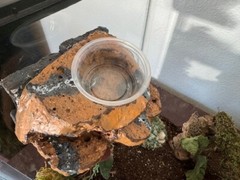 Reptile Magnetic Ledge With 5 Feeder Cups Small Desert