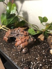 Arboreal Attitudes Small Weighted Ground Hides For Terrariums And Cages