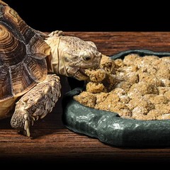 Small Reptile Food and Water Dish Bowl