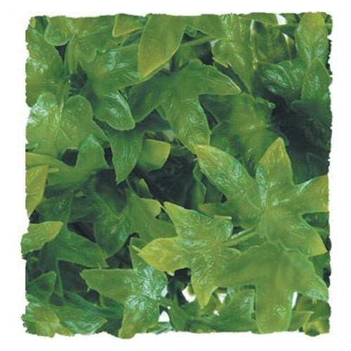 RA Congo Ivy – Large (2 Pack)