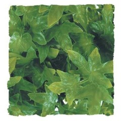 RA Congo Ivy – Large (2 Pack)