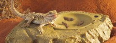 Exo Terra Vivicator Vibrating Reptile Feeding Dish with Remote
