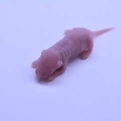 50 Frozen Feeder Mice Large Pinkies -FREE S&H -MiceDirect Rodent Reptiles Pinkys