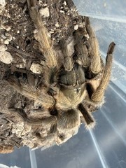 Oklahoma Brown Tarantula (Aphonopelma hentzi) – 4-5.5 in