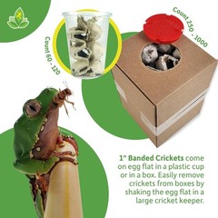 1″ Large Adult Banded Crickets (500 Count)