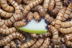 Live Superworms 25 – 3000 + Bonus Reptile Feeders Food Insects