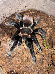 Mexican Red Rump Tarantula (Tliltocatl vagans) – 4 in
