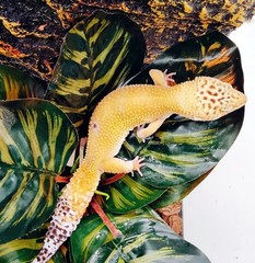Reptile Terrarium Decor Plants,Amphibian Habitat Decor,Artificial Plants for …