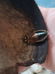 Glow spot roach 10+ starter culture