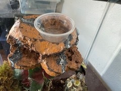 Reptile Magnetic Ledge With 5 Feeder Cups Small Desert