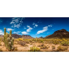 AWERT 36×18 inches Reptile Habitat Background Blue Sky Oasis Cactus Desert Terra