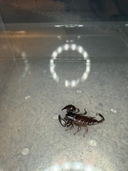Thai Flat Rock Scorpion (Alloscorpiops sp.) – 1/2-3/4 in