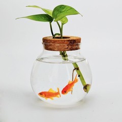 Small Betta Fish Tank Glass Fish Bowls for Betta Fish Goldfish, Aquaponic Fis…
