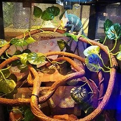 5 PCS Bearded Dragon Hammock, Flexible Jungle Climber Reptile Vines Terrarium…