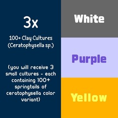 Tri-Color Ceratophysella sp. Chubby Springtail Bundle [3x Clay Cultures of 100+]