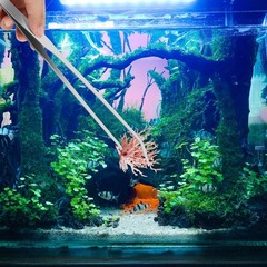 Pinzas para acuario de 10,6″ juego de pinzas rectas y curvas de acero inoxidable