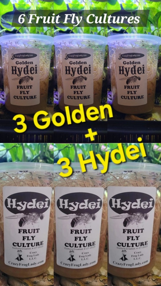 3 Golden & 3 Hydei Fruit Fly Cultures Reptile or Dart Frog Food 6 Total Cultures