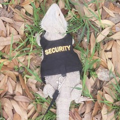 Bearded Dragon Harness Security Leopard Gecko Small Animal Leashes & Harnesses