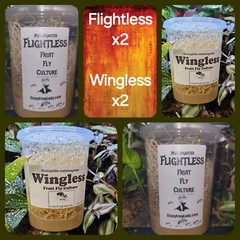 Flightless Fruit Fly Cultures 2 Pack+ 2 Pack of Wingless Total of 4 CULTURES.