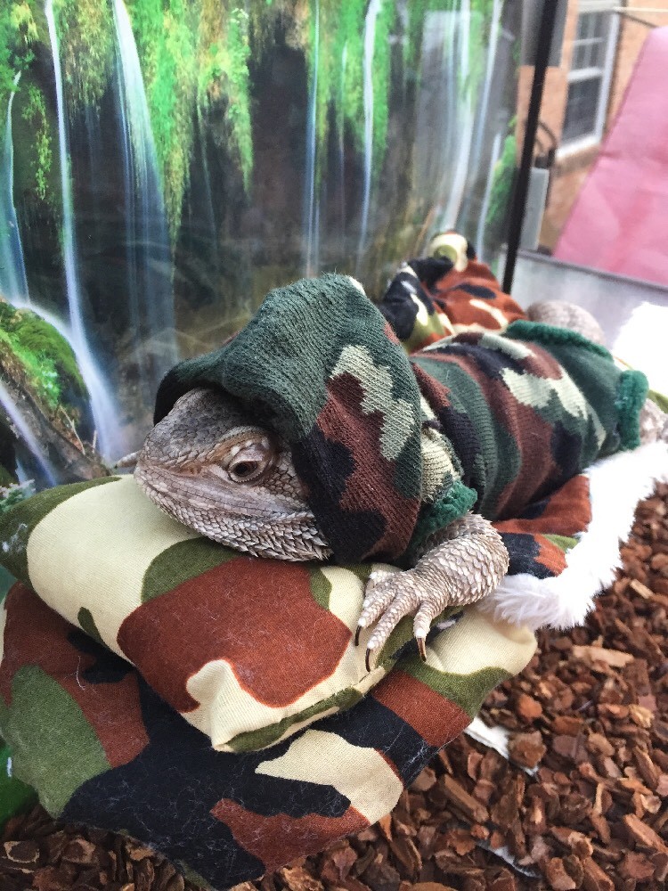 NEW CAMOUFLAGE PRINT LARGE ATTACHABLE RESTING BED SET SOFT COVER 4 BEARDEDDRAGON