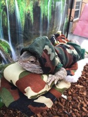 NEW CAMOUFLAGE PRINT LARGE ATTACHABLE RESTING BED SET SOFT COVER 4 BEARDEDDRAGON