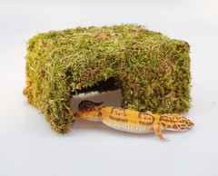 Natural Reptile Moss Hide Cave Leopard Gecko Tank Accessory