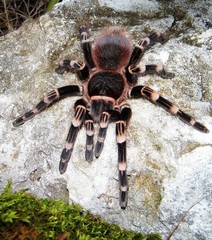 Brazilian White Knee Tarantula (Acanthoscurria geniculata)