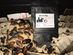 Large dubia roaches
