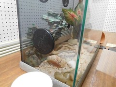 New Deluxe Oceanic Lizard Lounge 16 Amphibian/Reptile Ventilated Aquarium/Tank +