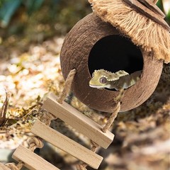 MUYG Gecko Coconut Hideout with Ladder,Reptile Hammock Plants Vines Brown
